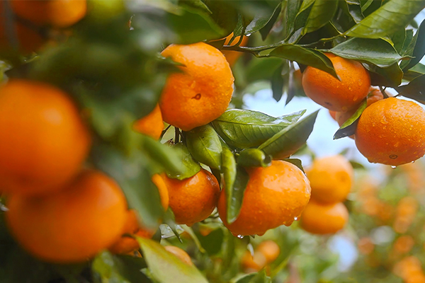 优质雪峰蜜桔