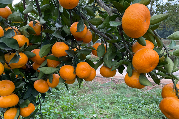 雪峰蜜桔5斤礼盒装