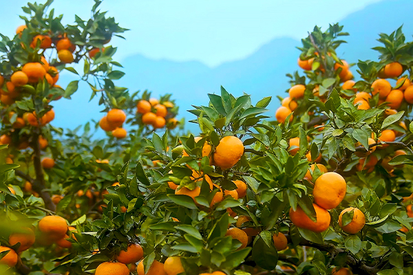 雪峰蜜桔10斤装